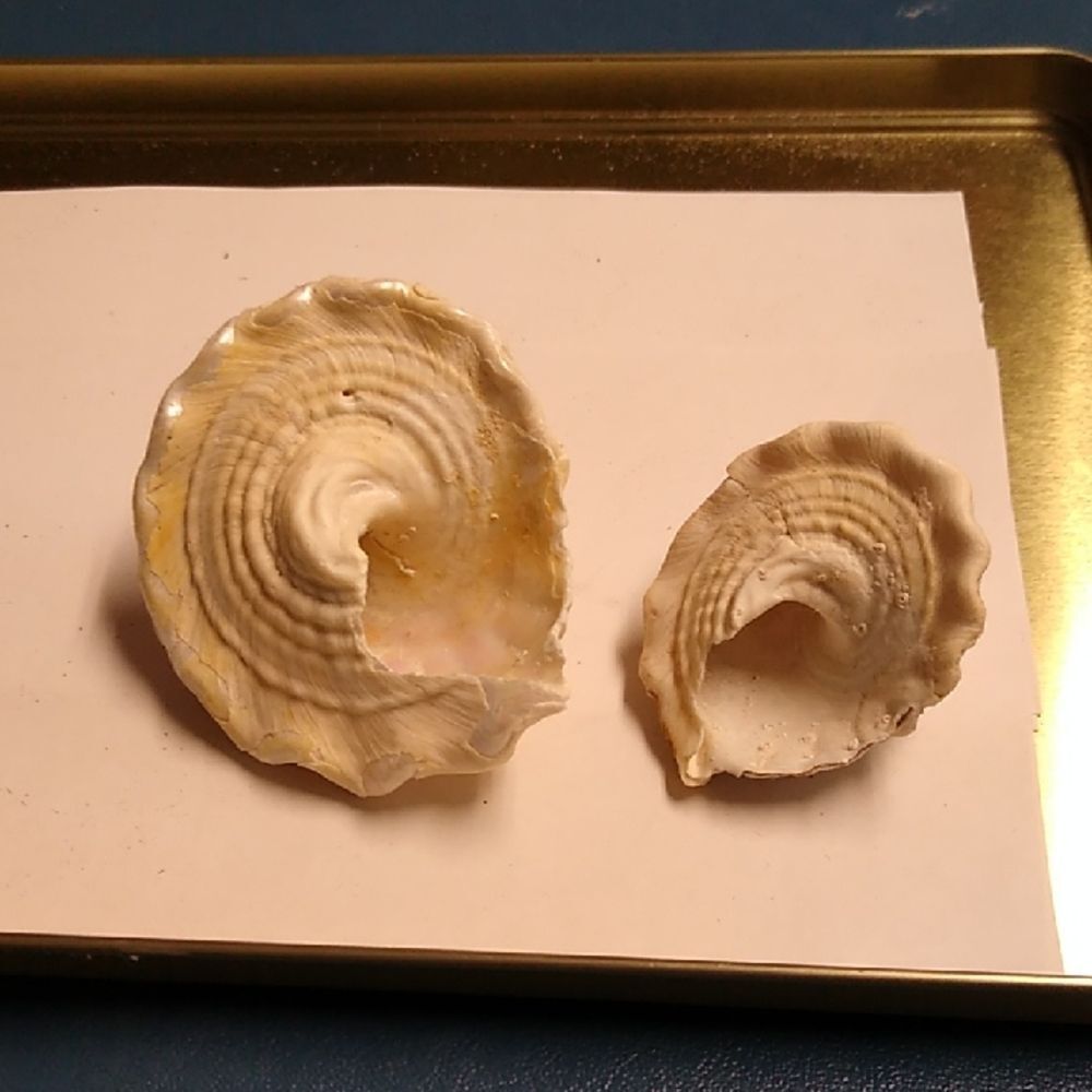 Vintage Lithopoma Sea Snail Cream Shell Beach Seashore Nautical